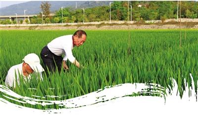 袁隆平在三亚南繁育种科技示范园考察新品种杂交水稻生长情况